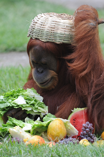 <p>Pensou que os bichos n&atilde;o tinham Natal, internauta? Pois &eacute;, eles tem! E tamb&eacute;m comem frutas da &eacute;poca e at&eacute; panetone. N&atilde;o acredita?</p>
<p>&nbsp;</p>
<p>Nesta semana, chimpanz&eacute;s do Zool&oacute;gico do Rio receberam cestas de Natal com frutas, panetones e outras iguarias natalinas!</p>
<p>&nbsp;</p>
<p>Eles se divertiram com o presente e, um deles, at&eacute; chegou a virar a cesta na pr&oacute;pria cabe&ccedil;a. Que alegria!</p>