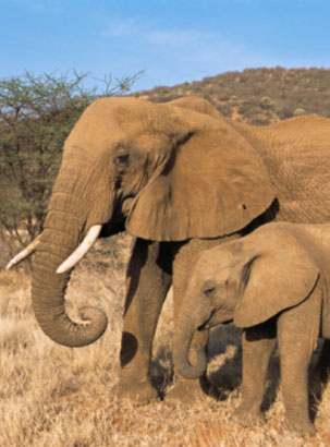 Conheça as dez mães mais <br> amororosas do reino animal