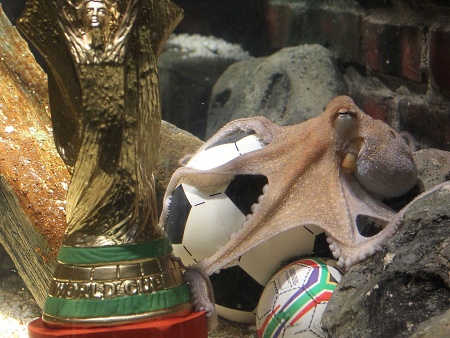 Polvo Paul descansa tranquilamente ao lado de sua réplica da taça