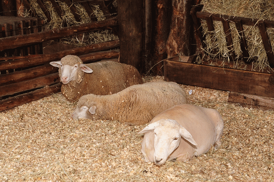 As ovelhas continuam entre os animais da Fazenda