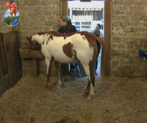 Joana explica a Dani como cuidar dos cavalos