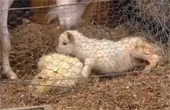 Relembre os momentos mais marcantes com os animais