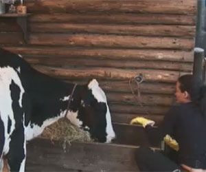 Vaca Mimosa d&aacute; um susto em Shayene durante realiza&ccedil;&atilde;o de tarefa ...