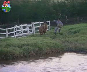 Atrapalhado como sempre, Vavá leva tombo ao se dirigir à àrea dos animais