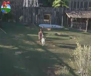 Ao levar cabras para o piquete, Viviane Araujo quase leva baile dos bichos Ao levar cabras para o piquete, Viviane Araujo quase leva baile dos bichos