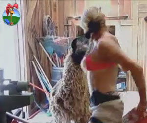 Léo Áquilla brinca de gato e rato com o lhama Consuelo e se diverte Léo Áquilla brinca de gato e rato com o lhama Consuelo e se diverte