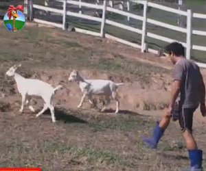 vavá brinca com cabras vavá brinca com cabras