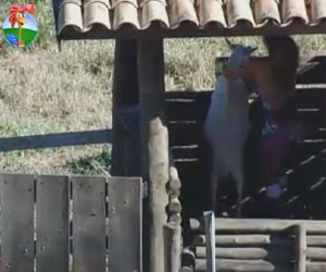 Viviane deixa cabras entrarem no chiqueiro e quase leva baile dos bichos Viviane deixa cabras entrarem no chiqueiro e quase leva baile dos bichos