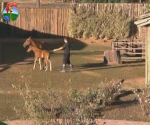 Felipe tenta fazer carinho no potro Bruce, mas o animal tem reação inusitada Felipe tenta fazer carinho no potro Bruce, mas o animal tem reação inusitada