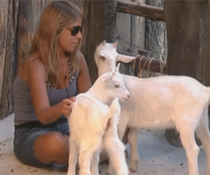 Raquel brinca com animais Raquel brinca com animais