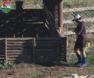 Depois de fazer atividade com os lhamas, é a vez de Vavá tratar dos porcos Depois de fazer atividade com os lhamas, é a vez de Vavá tratar dos porcos