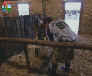 Robertha sente falta de Diego, mas Felipe a ajuda na tarefa com os cavalos Robertha sente falta de Diego, mas Felipe a ajuda na tarefa com os cavalos