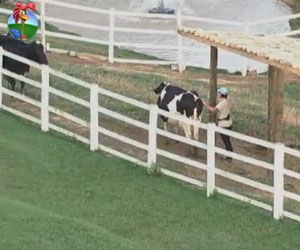 Penélope Nova leva baile das vacas e avista presente deixado por uma elas Penélope Nova leva baile das vacas e avista presente deixado por uma elas
