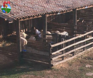 Após voltar de sua segunda Roça, Nicole já cumpre obrigação com ovelhas
