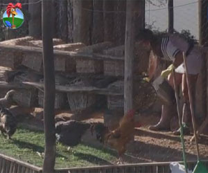 Após cumprir tarefa com ovelhas, Nicole cumpre obrigação com as aves