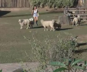 nicole com ovelhas nicole com ovelhas